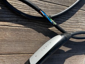 Wildlife 1, Mobile Connector 0: Something decided my charging cable was a snack