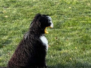 When GPS Dog Fencing Becomes Psychological Warfare: A $600 Lesson in Canine Trauma