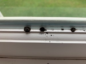 Pella Architect Series Windows: The Review I Should Have Posted 14 Years Ago